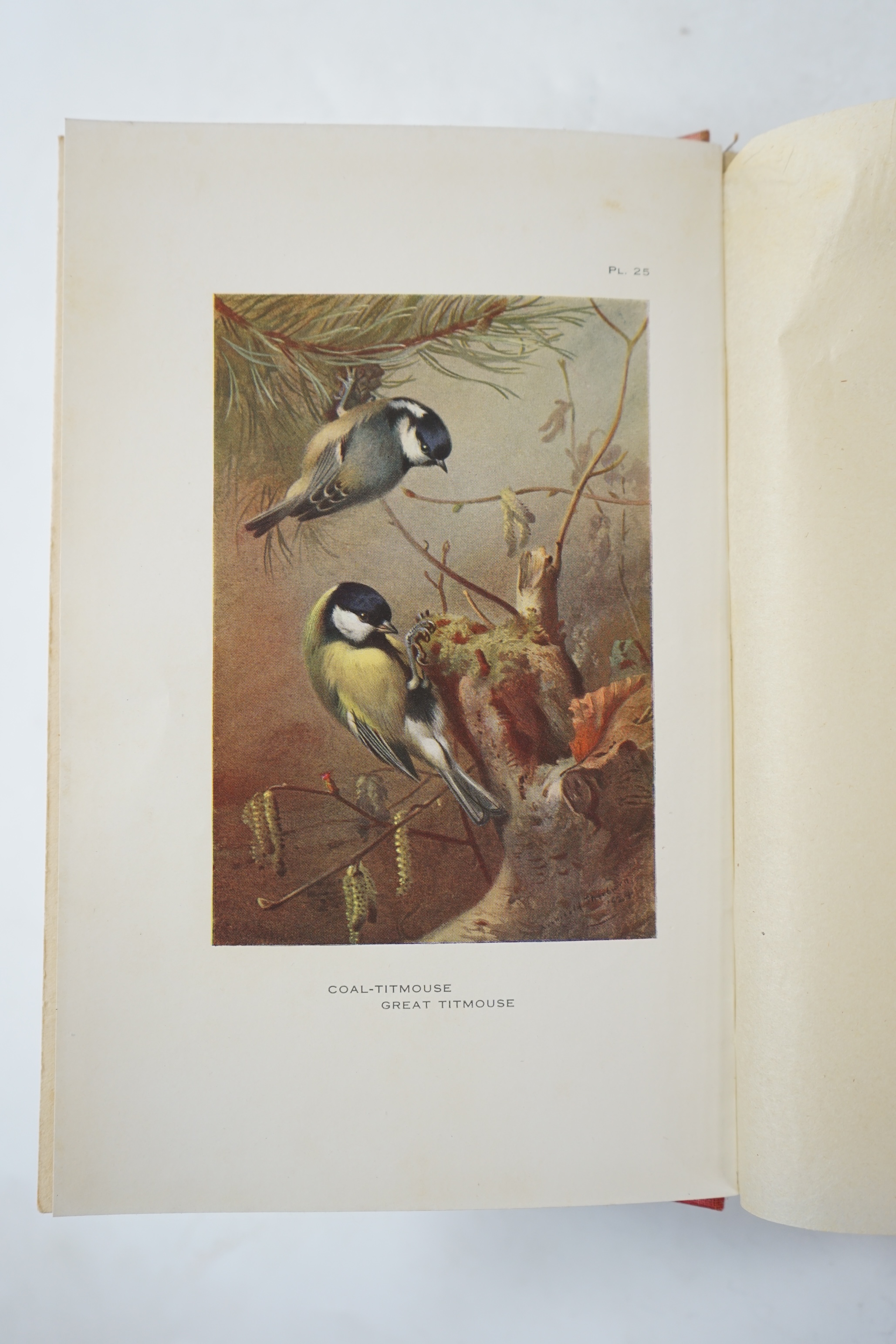 Thorburn, Archibald - British Birds, new edition (revised), 4 vols. 192 coloured plates; original gilt-lettered cloth, cr. 8vo. 1925-26